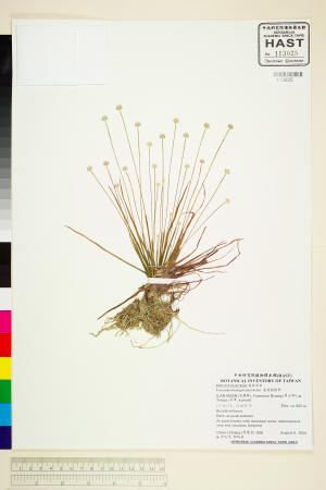 <a href="https://brmas.openmuseum.tw/muse/digi_object/d309555ab50814e134e098cc62910859" target="_blank">連萼穀精草／中央研究院生物多樣性研究博物館植物標本館 (HAST)</a>