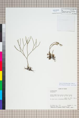 <a href="https://brmas.openmuseum.tw/muse/digi_object/d3276521d5d707991abf57774e2428e2" target="_blank">鱗葉石松／中央研究院生物多樣性研究博物館植物標本館 (HAST)</a>