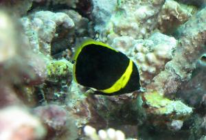 <a href="https://fishdb.sinica.edu.tw/muse/digi_object/102a89bdf4b1698e201de6f713299682" target="_blank">Chaetodontoplus septentrionalis @fishdb-media-7079／蔡正一</a>