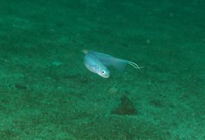 <a href="https://fishdb.sinica.edu.tw/muse/digi_object/6b55a57da12cb590b95c3ef69e3fb382" target="_blank">Ptereleotris hanae@fishdb-media-9108／蔡正一</a>