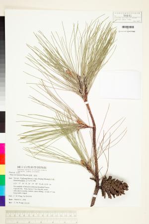 <a href="https://brmas.openmuseum.tw/muse/digi_object/d35882c95845bfe7abfe9c69b0c364b3" target="_blank">台灣二葉松／中央研究院生物多樣性研究博物館植物標本館 (HAST)</a>