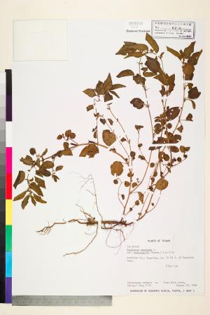 <a href="https://brmas.openmuseum.tw/muse/digi_object/d39406458a57cd04c3d47fc9a22c2693" target="_blank">短莖繩黃麻／中央研究院生物多樣性研究博物館植物標本館 (HAST)</a>