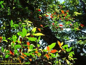 <a href="https://taieol.tw/muse/digi_object/6e159390aff9065bcfe70302525ed09b" target="_blank">薯豆／By：kinmatsu／iNaturalist</a>