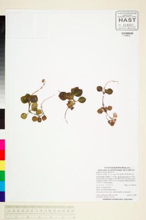 <a href="https://brmas.openmuseum.tw/muse/digi_object/d3a36a02a5e130279c98deef2156cff9" target="_blank">單花鹿蹄草(單華錫杖花)／中央研究院生物多樣性研究博物館植物標本館 (HAST)</a>