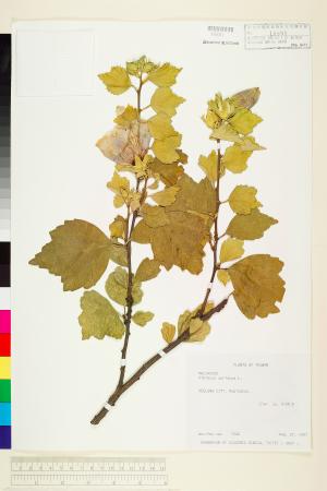 <a href="https://brmas.openmuseum.tw/muse/digi_object/d3a8d65a0388affcbca69080109aaf12" target="_blank">木槿／中央研究院生物多樣性研究博物館植物標本館 (HAST)</a>