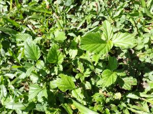 <a href="https://taieol.tw/muse/digi_object/f5c1936d17d7966125e0b382a494e707" target="_blank">賽葵／By：vole／iNaturalist</a>