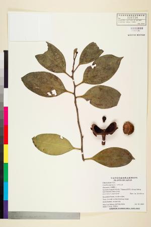 <a href="https://brmas.openmuseum.tw/muse/digi_object/d3d25e0d61735c52d8569c24d76ac64d" target="_blank">日本山茶／中央研究院生物多樣性研究博物館植物標本館 (HAST)</a>