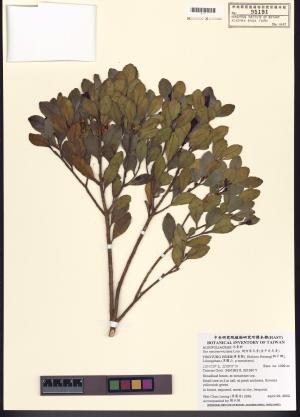 <a href="https://brmas.openmuseum.tw/muse/digi_object/d3d403058f5659340baa856d19b70e1f" target="_blank">倒卵葉冬青(金平氏冬青)／中央研究院生物多樣性研究博物館植物標本館 (HAST)</a>