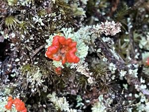 <a href="https://taieol.tw/muse/digi_object/c07bdaf04cad25bff9f2d7b0338d6f7d" target="_blank">菊花石蕊／By：balawu／iNaturalist</a>