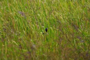 <a href="https://taieol.tw/muse/digi_object/51ea88c7e01ff0bb0130b91aaa5f57f5" target="_blank">黑頭文鳥／By：ahan88／iNaturalist</a>
