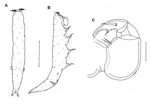 Xarifia jugalis_雄.jpg