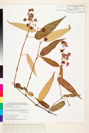 <a href="https://brmas.openmuseum.tw/muse/digi_object/d41111684eabb84faf154d3d3fe2d700" target="_blank">柳氏懸鉤子／中央研究院生物多樣性研究博物館植物標本館 (HAST)</a>