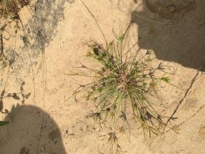 <a href="https://taieol.tw/muse/digi_object/0cb2c8ed09fee6cfc3417dd0ebdebd51" target="_blank">沙田草／By：hsiang-ying／iNaturalist</a>