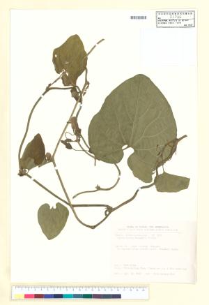 <a href="https://brmas.openmuseum.tw/muse/digi_object/d413e12be6317e20f5bbdbb37719cd25" target="_blank">大葉馬兜鈴／中央研究院生物多樣性研究博物館植物標本館 (HAST)</a>