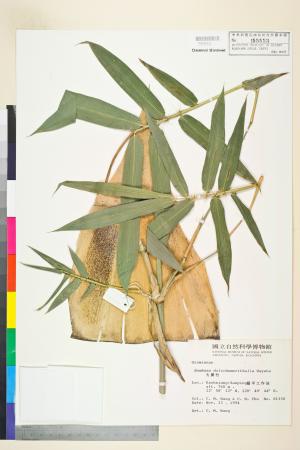 <a href="https://brmas.openmuseum.tw/muse/digi_object/d417d0ec802f548b7154e47d2f6a413a" target="_blank">火廣竹(火吹竹、火管竹)／中央研究院生物多樣性研究博物館植物標本館 (HAST)</a>
