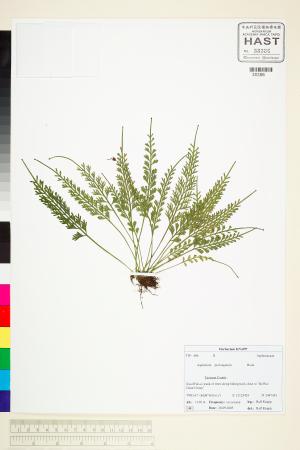 <a href="https://brmas.openmuseum.tw/muse/digi_object/d424e8f93f9c1b34f62e41f9221f7dca" target="_blank">長生鐵角蕨／中央研究院生物多樣性研究博物館植物標本館 (HAST)</a>