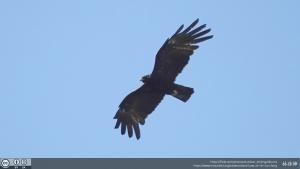 <a href="https://taieol.tw/muse/digi_object/34eb986c2263ad97ff79b17a2c065ff5" target="_blank">林鵰／By：lin-sun-fong／iNaturalist</a>
