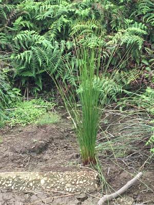 <a href="https://taieol.tw/muse/digi_object/c17f8ba54ec260aeb44da4d6ca7a8334" target="_blank">燈心草／By：umawdaya／iNaturalist</a>