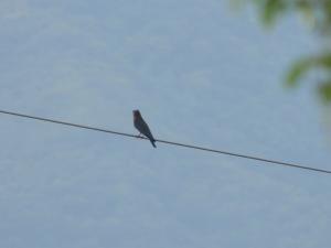 <a href="https://taieol.tw/muse/digi_object/8f661bfe75a388ddefc5b79db254597c" target="_blank">佛法僧／By：yichinchen／iNaturalist</a>