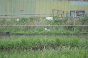 <a href="https://taieol.tw/muse/digi_object/900a61ba5294b5ec61a7755d4cf76625" target="_blank">黑腹燕鷗／By：wagtail220／iNaturalist</a>