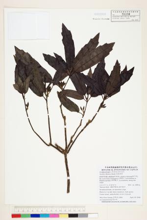 <a href="https://brmas.openmuseum.tw/muse/digi_object/d44914f2a866c376c7b8317ae47b956f" target="_blank">桃葉珊瑚／中央研究院生物多樣性研究博物館植物標本館 (HAST)</a>