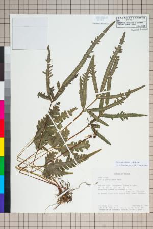 <a href="https://brmas.openmuseum.tw/muse/digi_object/d44a445671e8b91bf01c205d793f5249" target="_blank">二形鳳尾蕨／中央研究院生物多樣性研究博物館植物標本館 (HAST)</a>