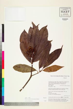 <a href="https://brmas.openmuseum.tw/muse/digi_object/d45aa6a041a37dcbcbe2b077bc6725fd" target="_blank">石楠／中央研究院生物多樣性研究博物館植物標本館 (HAST)</a>