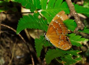 20090918_345682_Abisara burnii etymander_a.jpg