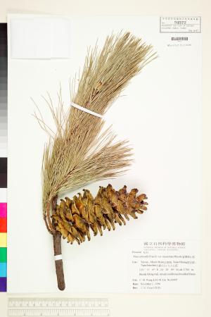 <a href="https://brmas.openmuseum.tw/muse/digi_object/d47f020e6307edc260247e3bd411e05c" target="_blank">台灣華山松／中央研究院生物多樣性研究博物館植物標本館 (HAST)</a>
