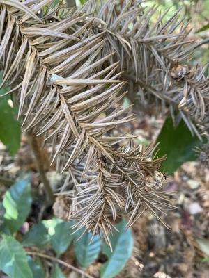 <a href="https://taieol.tw/muse/digi_object/14b25e8c24faa327b20091b9a2aec9a4" target="_blank">巒大杉／By：tonkutsuramen／iNaturalist</a>