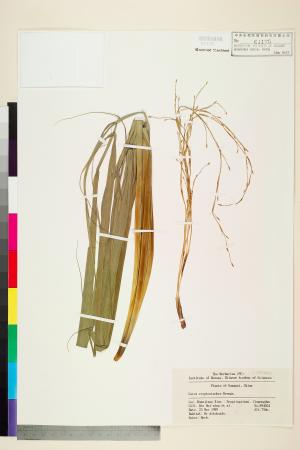 <a href="https://brmas.openmuseum.tw/muse/digi_object/d48844f00b6f52504fa86e2cf5fc2be5" target="_blank">隱柱薹(多序宿柱薹)／中央研究院生物多樣性研究博物館植物標本館 (HAST)</a>