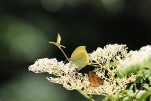 <a href="https://taieol.tw/muse/digi_object/a36be4e7f136f58ff7a09cec34a94cb8" target="_blank">Gonepteryx amintha／By：modrawnu1984／iNaturalist</a>