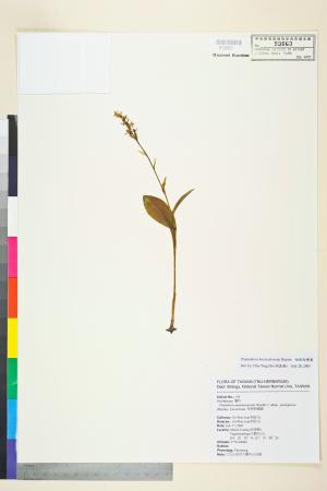 <a href="https://brmas.openmuseum.tw/muse/digi_object/d494f43f47e26d8e1fb7318c9ecc2830" target="_blank">短距粉蝶蘭／中央研究院生物多樣性研究博物館植物標本館 (HAST)</a>