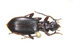 Apenetretus smetanai_female