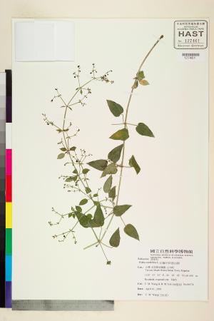 <a href="https://brmas.openmuseum.tw/muse/digi_object/d4cb937e0c4c4eb01cc845b4a8dd6ab4" target="_blank">紅藤仔草／中央研究院生物多樣性研究博物館植物標本館 (HAST)</a>