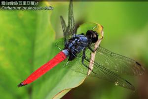 <a href="https://taieol.tw/muse/digi_object/92305d1b2bc946297d1ed8862767ae4f" target="_blank">霜白蜻蜓西里亞種／By：曹美華／台灣蜻蜓網路圖鑑The Dragonflies of Taiwan</a>