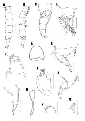 Orstomella yaliuensis_雌.jpg