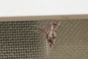 <a href="https://taieol.tw/muse/digi_object/0d6948c81c07d22dc020bfa0a767c19b" target="_blank">Paracymoriza vagalis／By：max822／iNaturalist</a>