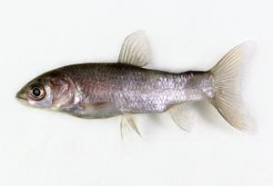 <a href="https://brmas.openmuseum.tw/muse/digi_object/40805e1e313558adb592672db6d34061" target="_blank">青魚／中央研究院生物多樣性研究博物館動物標本館 (ASIZ)</a>
