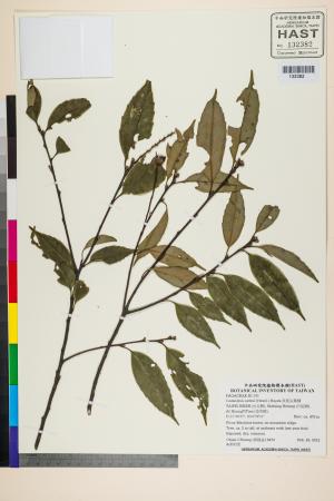 <a href="https://brmas.openmuseum.tw/muse/digi_object/d4f4a70760ecb9425d6a2d5b39e9e4de" target="_blank">長尾尖葉櫧／中央研究院生物多樣性研究博物館植物標本館 (HAST)</a>