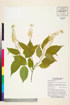 <a href="https://brmas.openmuseum.tw/muse/digi_object/d50b408bb9344a7554bfe26ec798e2ff" target="_blank">巴豆／中央研究院生物多樣性研究博物館植物標本館 (HAST)</a>