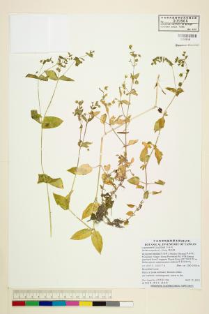 <a href="https://brmas.openmuseum.tw/muse/digi_object/d513997c34ec718956e4b090d625664a" target="_blank">鵝兒腸／中央研究院生物多樣性研究博物館植物標本館 (HAST)</a>
