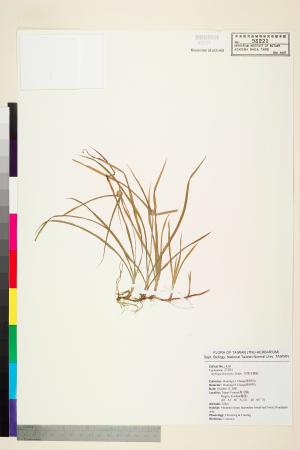 <a href="https://brmas.openmuseum.tw/muse/digi_object/d527dcd3abe29432f15ec7f4195f1b78" target="_blank">短葉水蜈蚣／中央研究院生物多樣性研究博物館植物標本館 (HAST)</a>