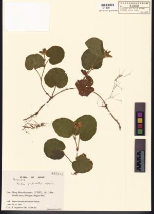 <a href="https://brmas.openmuseum.tw/muse/digi_object/d52fe97f6faf7cce2edbc30432e43d44" target="_blank">刺萼寒梅／中央研究院生物多樣性研究博物館植物標本館 (HAST)</a>