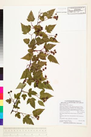 <a href="https://brmas.openmuseum.tw/muse/digi_object/d532897994bc374a7c9da0ba0a9edbfc" target="_blank">苦懸鉤子／中央研究院生物多樣性研究博物館植物標本館 (HAST)</a>