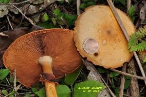 Agrocybe praecox(田頭菇)