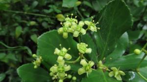 <a href="https://taieol.tw/muse/digi_object/a2b8c9a6a52b82f55290ba62afba4a62" target="_blank">日本衛矛／By：naturalist14740／iNaturalist</a>