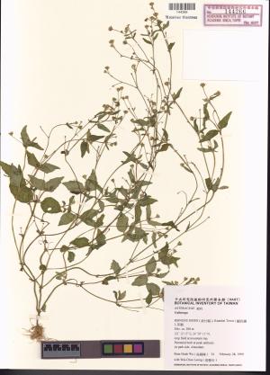 <a href="https://brmas.openmuseum.tw/muse/digi_object/d55069cc773f7d266b8ecc8b2e8e4bbb" target="_blank">小米菊屬／中央研究院生物多樣性研究博物館植物標本館 (HAST)</a>