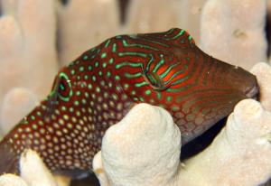 Canthigaster solandri 索氏尖鼻魨