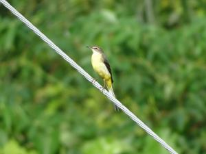 <a href="https://taieol.tw/muse/digi_object/4809386d6ed670ddadfbbfabdcaea071" target="_blank">灰鶺鴒／By：kenghung／iNaturalist</a>